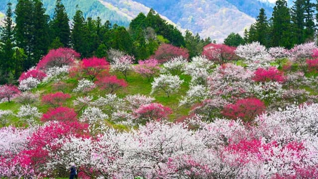 長野県下伊那郡阿智村 住所コード一覧