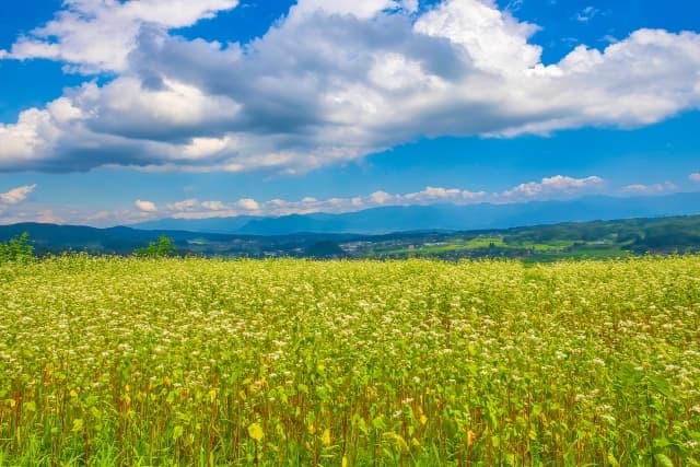 長野県上水内郡飯綱町 住所コード一覧